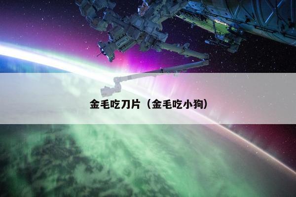 金毛吃刀片（金毛吃小狗）