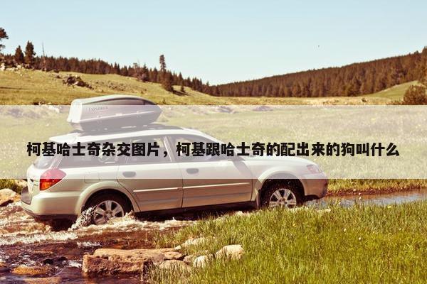 柯基哈士奇杂交图片，柯基跟哈士奇的配出来的狗叫什么