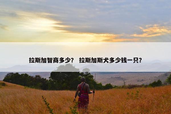 拉斯加智商多少？ 拉斯加斯犬多少钱一只？