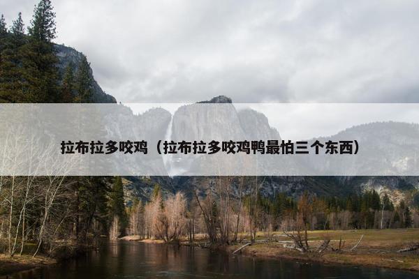 拉布拉多咬鸡（拉布拉多咬鸡鸭最怕三个东西）