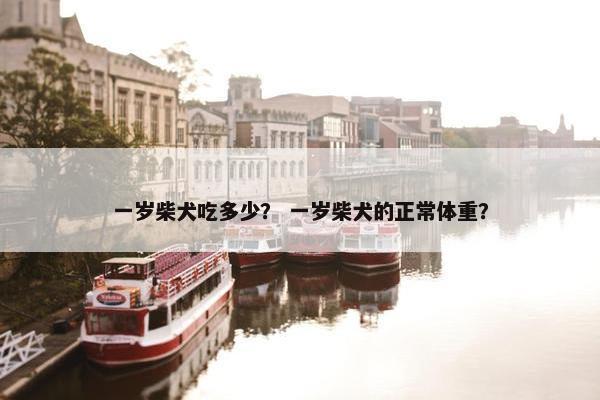 一岁柴犬吃多少？ 一岁柴犬的正常体重？