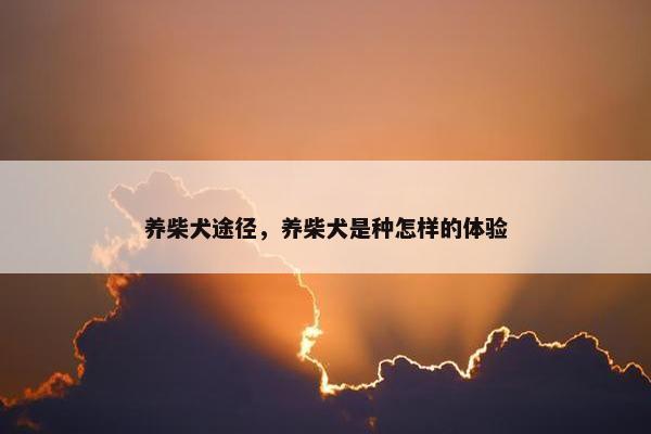 养柴犬途径，养柴犬是种怎样的体验