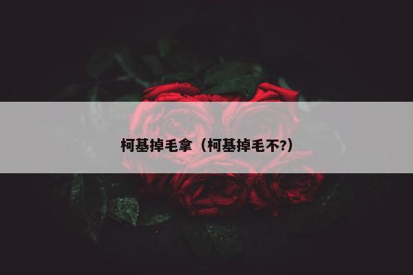 柯基掉毛拿（柯基掉毛不?）
