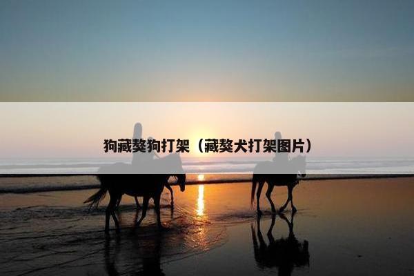 狗藏獒狗打架（藏獒犬打架图片）