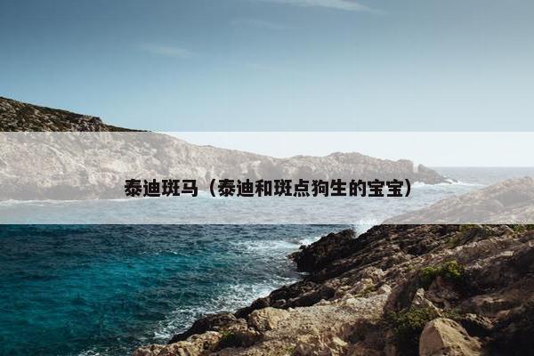 泰迪斑马（泰迪和斑点狗生的宝宝）