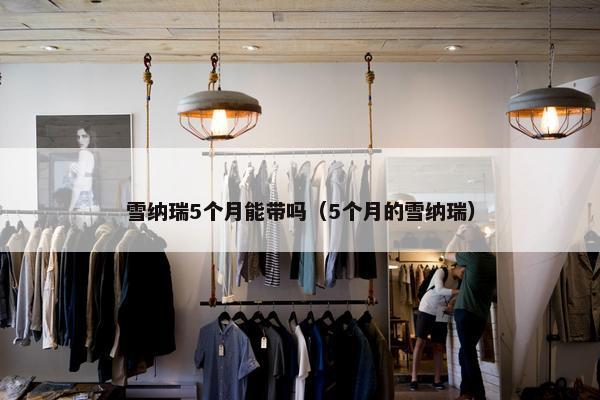 雪纳瑞5个月能带吗（5个月的雪纳瑞）