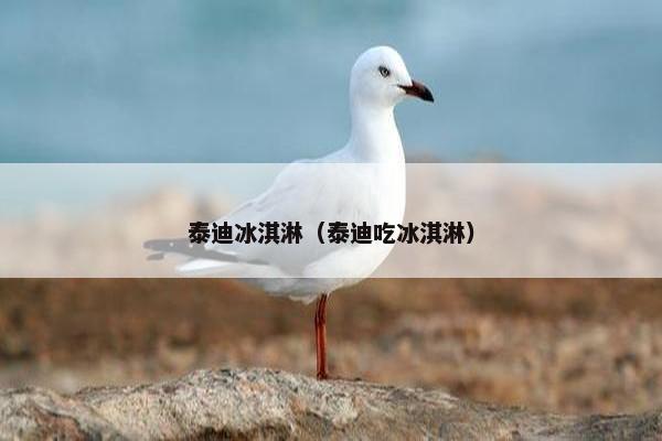 泰迪冰淇淋（泰迪吃冰淇淋）