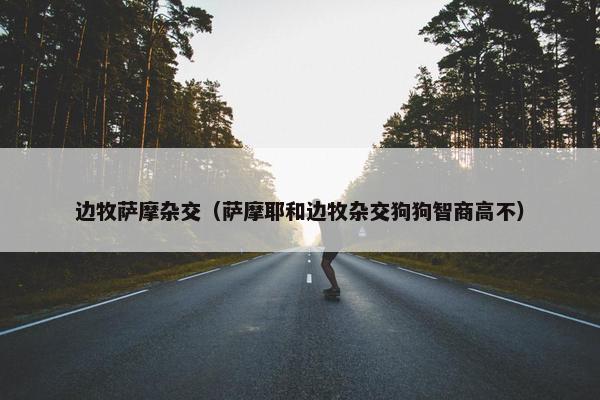 边牧萨摩杂交（萨摩耶和边牧杂交狗狗智商高不）