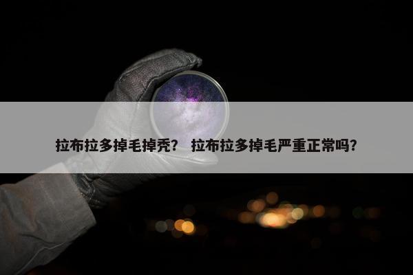 拉布拉多掉毛掉秃？ 拉布拉多掉毛严重正常吗？
