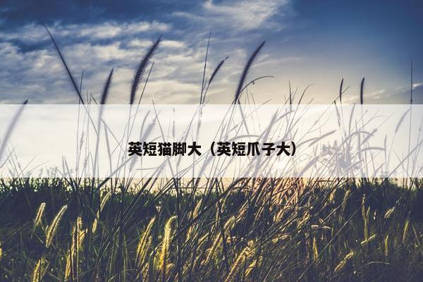 英短猫脚大（英短爪子大）