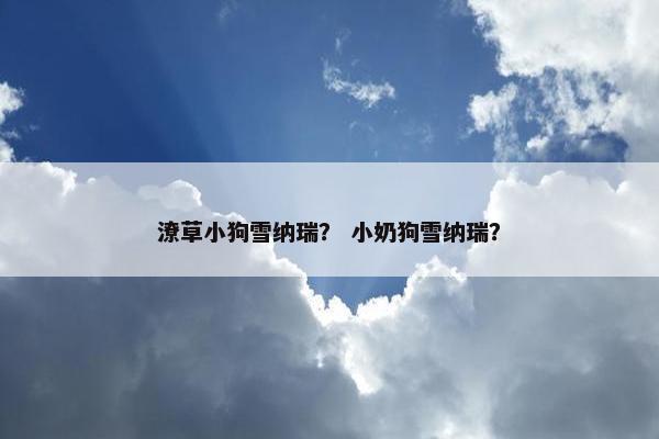 潦草小狗雪纳瑞？ 小奶狗雪纳瑞？