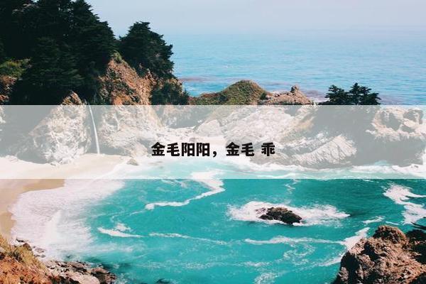 金毛阳阳，金毛 乖