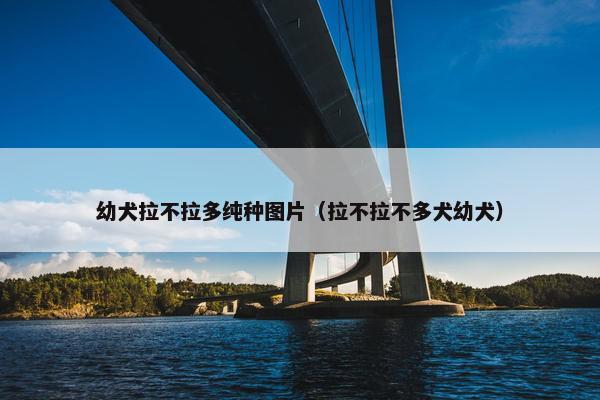 幼犬拉不拉多纯种图片（拉不拉不多犬幼犬）