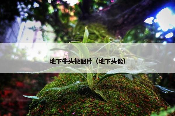 地下牛头梗图片（地下头像）