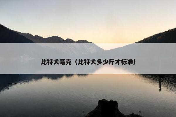 比特犬毫克（比特犬多少斤才标准）