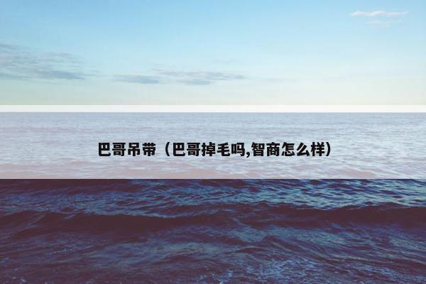 巴哥吊带（巴哥掉毛吗,智商怎么样）