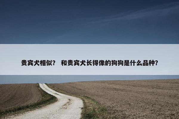 贵宾犬相似？ 和贵宾犬长得像的狗狗是什么品种？