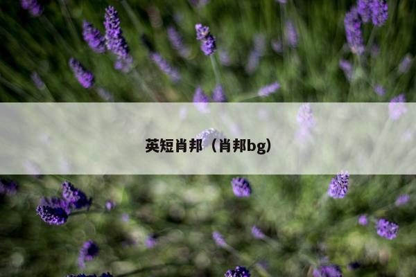 英短肖邦（肖邦bg）