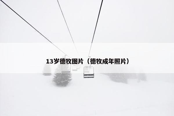 13岁德牧图片（德牧成年照片）