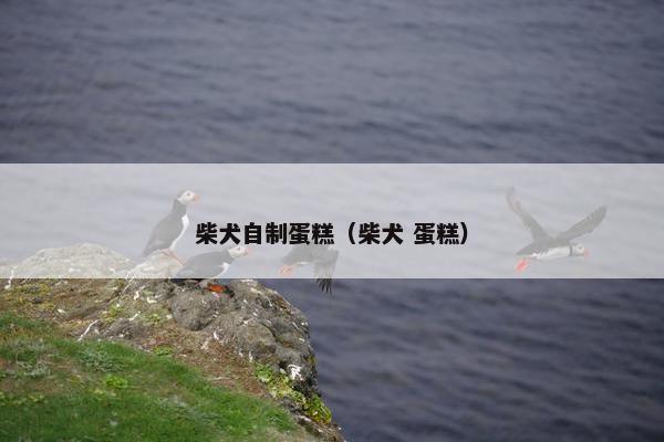 柴犬自制蛋糕（柴犬 蛋糕）