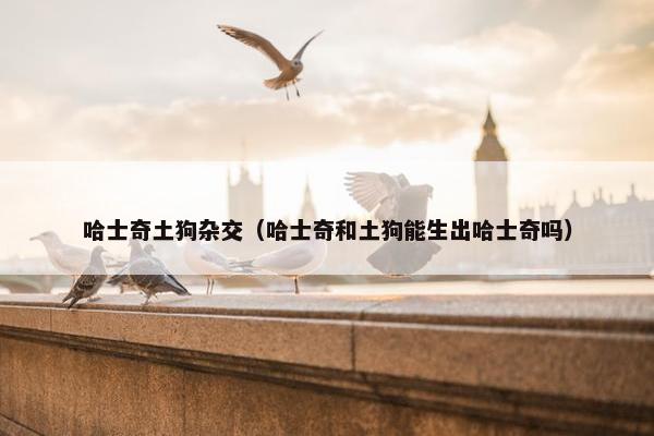 哈士奇土狗杂交（哈士奇和土狗能生出哈士奇吗）
