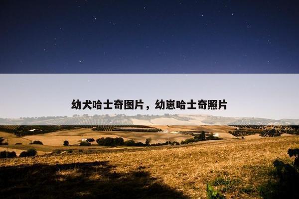 幼犬哈士奇图片，幼崽哈士奇照片