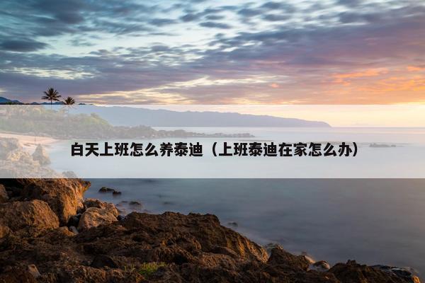 白天上班怎么养泰迪（上班泰迪在家怎么办）