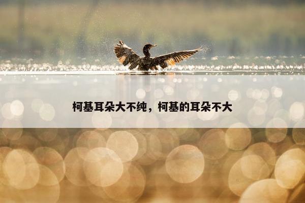 柯基耳朵大不纯，柯基的耳朵不大