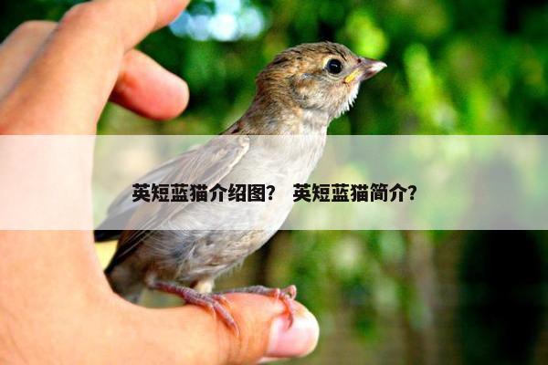 英短蓝猫介绍图？ 英短蓝猫简介？