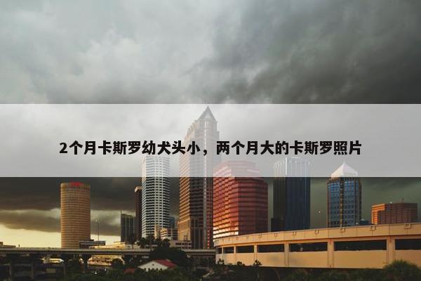 2个月卡斯罗幼犬头小，两个月大的卡斯罗照片