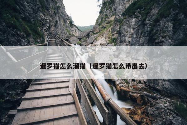 暹罗猫怎么溜猫（暹罗猫怎么带出去）