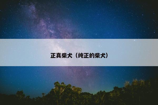 正真柴犬（纯正的柴犬）