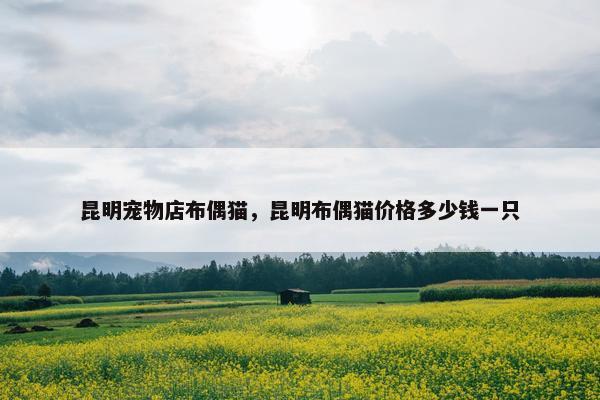 昆明宠物店布偶猫，昆明布偶猫价格多少钱一只