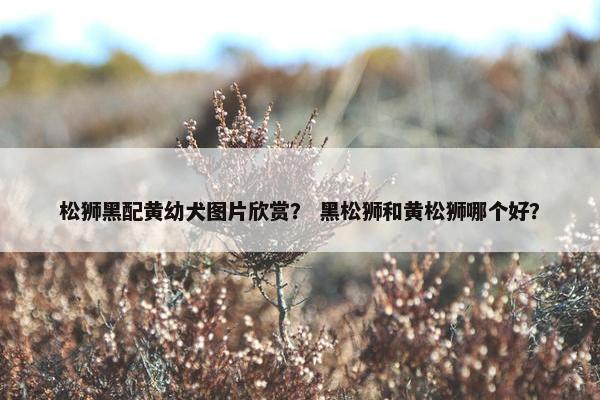 松狮黑配黄幼犬图片欣赏？ 黑松狮和黄松狮哪个好？