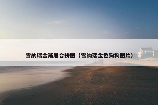 雪纳瑞金渐层合拼图（雪纳瑞金色狗狗图片）