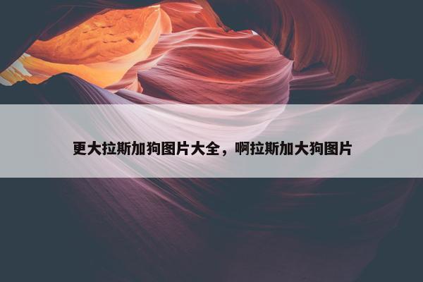 更大拉斯加狗图片大全，啊拉斯加大狗图片