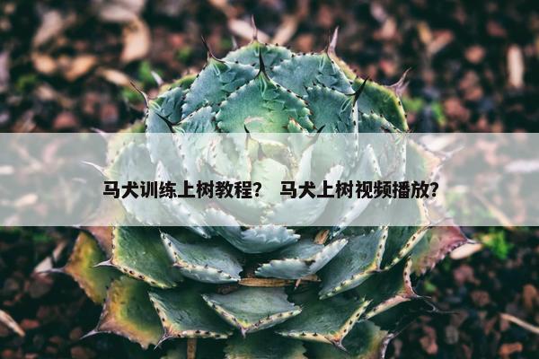 马犬训练上树教程？ 马犬上树视频播放？