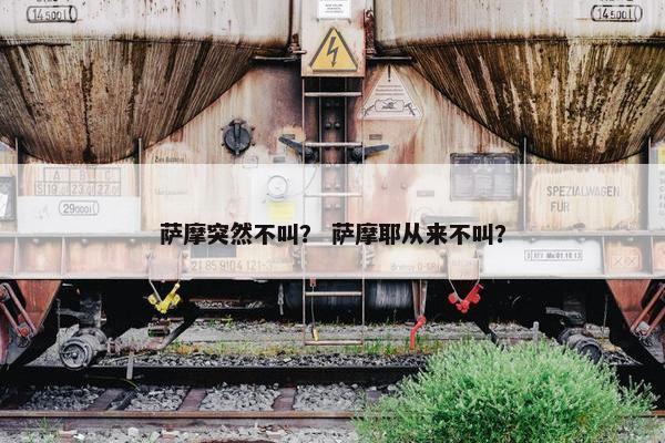 萨摩突然不叫？ 萨摩耶从来不叫？