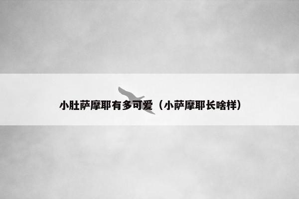 小肚萨摩耶有多可爱（小萨摩耶长啥样）