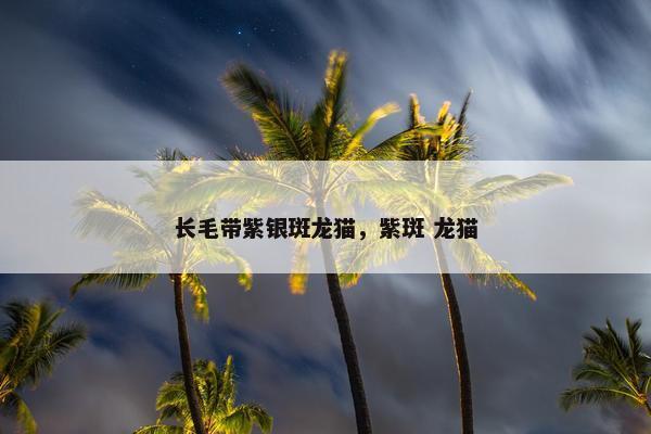 长毛带紫银斑龙猫，紫斑 龙猫
