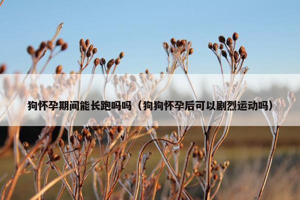 狗怀孕期间能长跑吗吗（狗狗怀孕后可以剧烈运动吗）