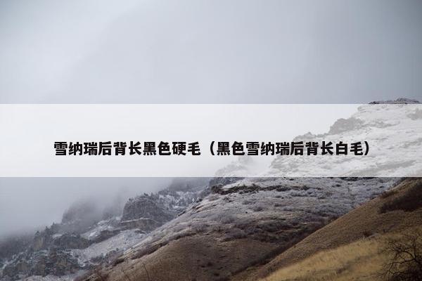 雪纳瑞后背长黑色硬毛（黑色雪纳瑞后背长白毛）