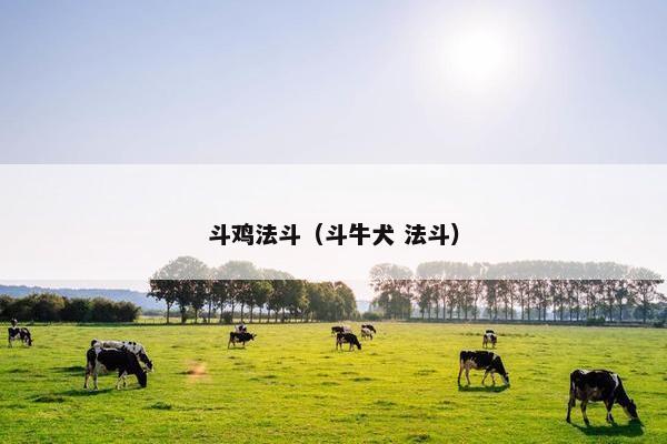斗鸡法斗（斗牛犬 法斗）
