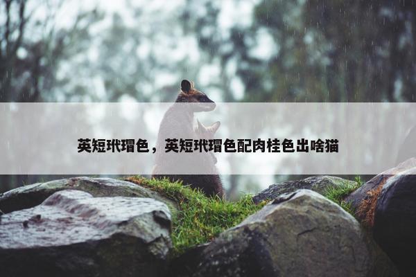 英短玳瑁色，英短玳瑁色配肉桂色出啥猫