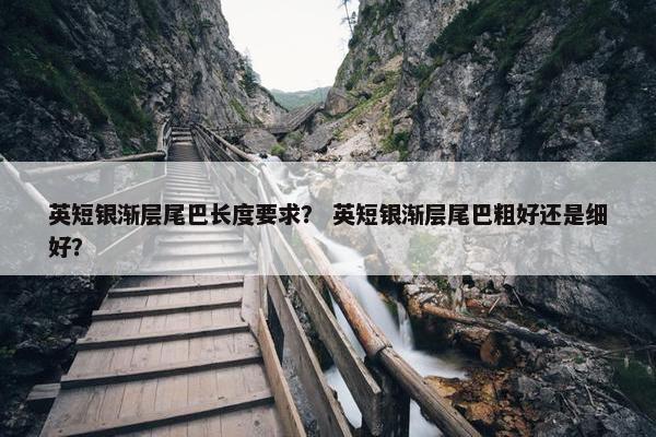 英短银渐层尾巴长度要求？ 英短银渐层尾巴粗好还是细好？
