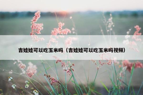 吉娃娃可以吃玉米吗（吉娃娃可以吃玉米吗视频）