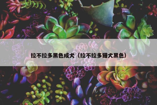 拉不拉多黑色成犬（拉不拉多猎犬黑色）