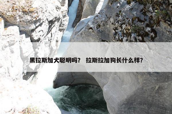 黑拉斯加犬聪明吗？ 拉斯拉加狗长什么样？