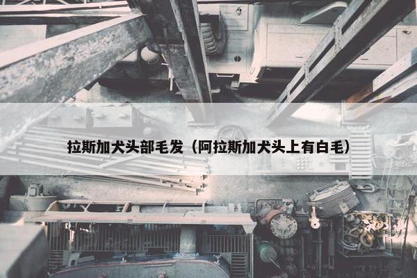 拉斯加犬头部毛发（阿拉斯加犬头上有白毛）