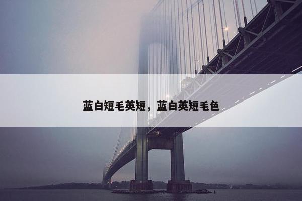 蓝白短毛英短，蓝白英短毛色